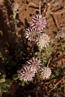 APII jpeg image of Pterocaulon sphacelatum  © contact APII