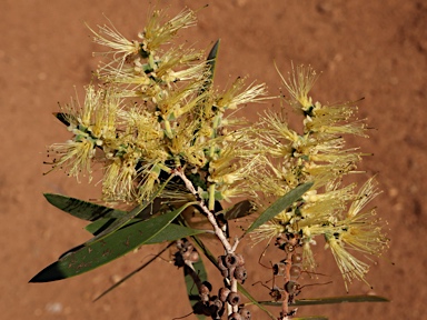 APII jpeg image of Melaleuca nervosa  © contact APII