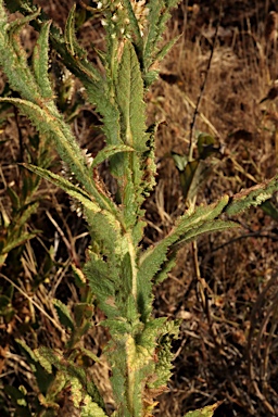 APII jpeg image of Pterocaulon serrulatum var. velutinum  © contact APII