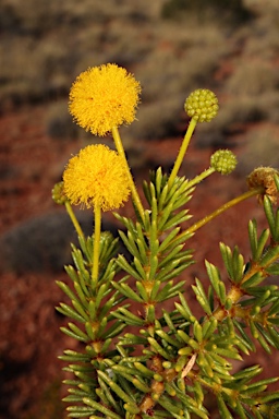 APII jpeg image of Acacia spondylophylla  © contact APII