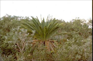 APII jpeg image of Macrozamia fraseri  © contact APII