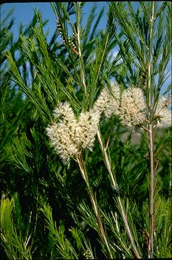 APII jpeg image of Melaleuca armillaris  © contact APII