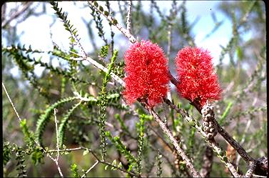 APII jpeg image of Melaleuca coccinea  © contact APII