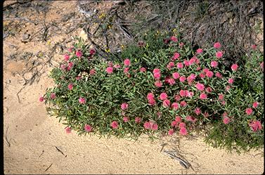 APII jpeg image of Melaleuca conothamnoides  © contact APII