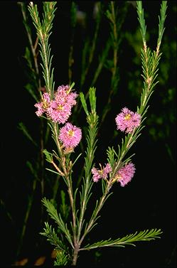 APII jpeg image of Melaleuca diosmatifolia  © contact APII