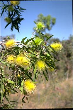 APII jpeg image of Melaleuca nervosa f. nervosa  © contact APII