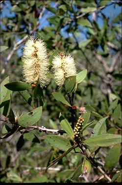 APII jpeg image of Melaleuca quinquenervia  © contact APII