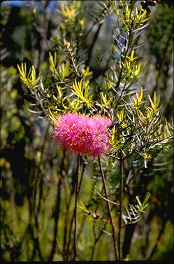 APII jpeg image of Melaleuca radula  © contact APII