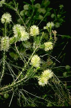 APII jpeg image of Melaleuca viminea subsp. viminea  © contact APII