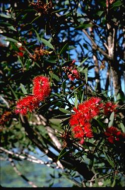 APII jpeg image of Melaleuca viridiflora  © contact APII