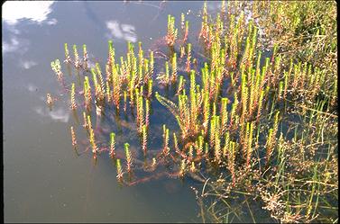 APII jpeg image of Myriophyllum verrucosum  © contact APII