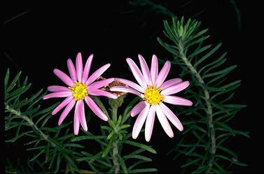 APII jpeg image of Olearia tenuifolia  © contact APII