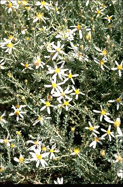 APII jpeg image of Olearia pimeleoides  © contact APII