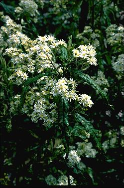 APII jpeg image of Olearia lirata  © contact APII