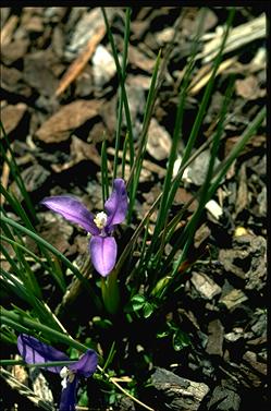 APII jpeg image of Patersonia fragilis  © contact APII