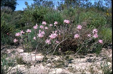 APII jpeg image of Petrophile linearis  © contact APII