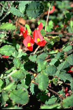 APII jpeg image of Kennedia prostrata  © contact APII