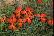 Lechenaultia formosa