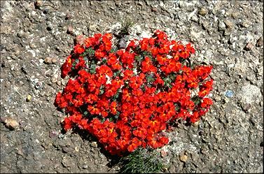 APII jpeg image of Lechenaultia formosa  © contact APII