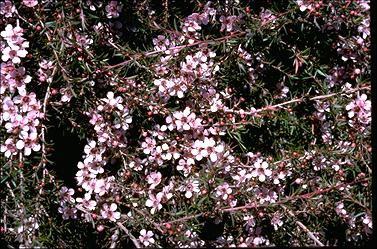 APII jpeg image of Leptospermum 'Pink Cascade'  © contact APII