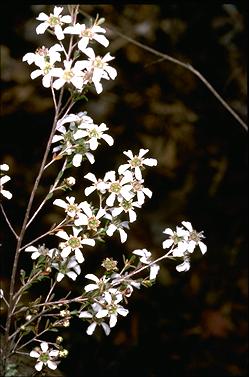 APII jpeg image of Leptospermum parvifolium  © contact APII