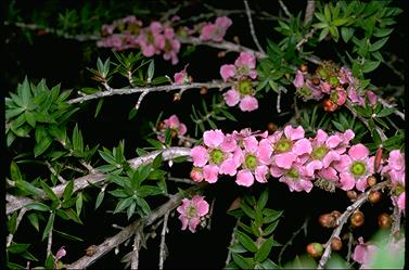 APII jpeg image of Leptospermum squarrosum  © contact APII