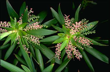 APII jpeg image of Leucopogon verticillatus  © contact APII