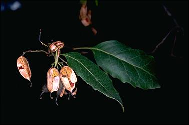 APII jpeg image of Lomatia arborescens  © contact APII