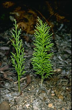 APII jpeg image of Lycopodium deuterodensum  © contact APII