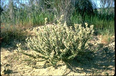 APII jpeg image of Grevillea uncinulata  © contact APII