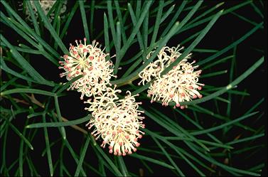 APII jpeg image of Hakea drupacea  © contact APII