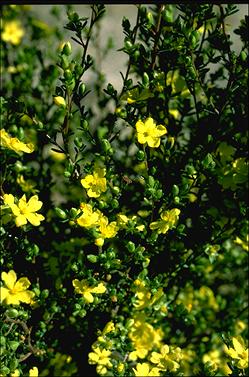 APII jpeg image of Hibbertia riparia  © contact APII