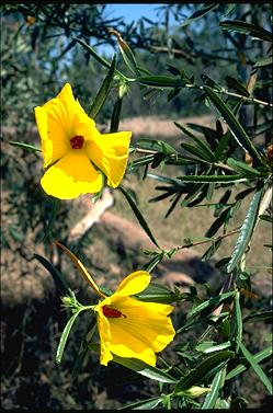 APII jpeg image of Hibiscus divaricatus  © contact APII