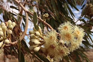 APII jpeg image of Corymbia terminalis  © contact APII