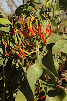 APII jpeg image of Lysiana spathulata subsp. parvifolia  © contact APII