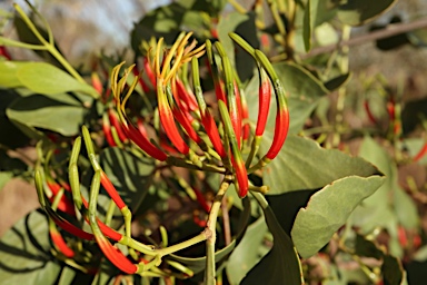 APII jpeg image of Lysiana spathulata subsp. parvifolia  © contact APII