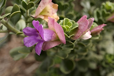 APII jpeg image of Eremophila cuneifolia  © contact APII