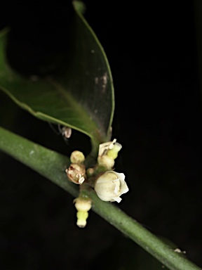 APII jpeg image of Glycosmis trifoliata  © contact APII