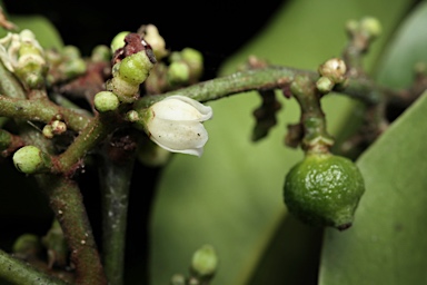 APII jpeg image of Glycosmis trifoliata  © contact APII