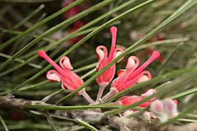 APII jpeg image of Grevillea pityophylla  © contact APII