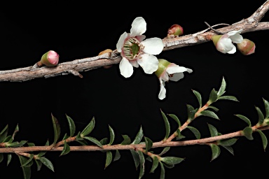 APII jpeg image of Leptospermum squarrosum  © contact APII