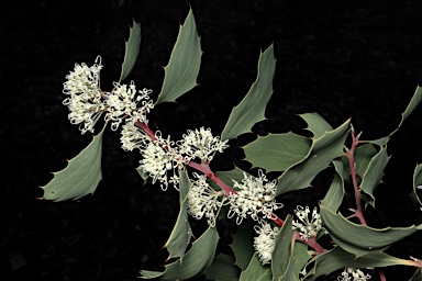 APII jpeg image of Hakea cristata  © contact APII