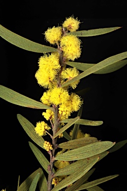 APII jpeg image of Acacia lanigera var. lanigera  © contact APII