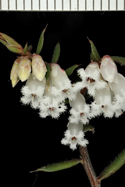 APII jpeg image of Leucopogon fletcheri subsp. brevisepalus  © contact APII