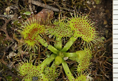 APII jpeg image of Drosera hookeri  © contact APII