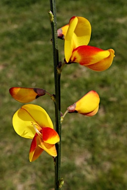 APII jpeg image of Cytisus scoparius  © contact APII