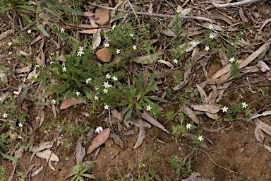 APII jpeg image of Rhytidosporum procumbens  © contact APII