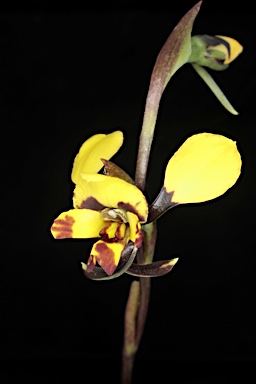 APII jpeg image of Diuris pardina  © contact APII