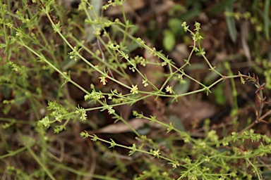 APII jpeg image of Galium gaudichaudii  © contact APII