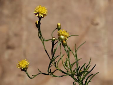 APII jpeg image of Hyalosperma glutinosum subsp. glutinosum  © contact APII